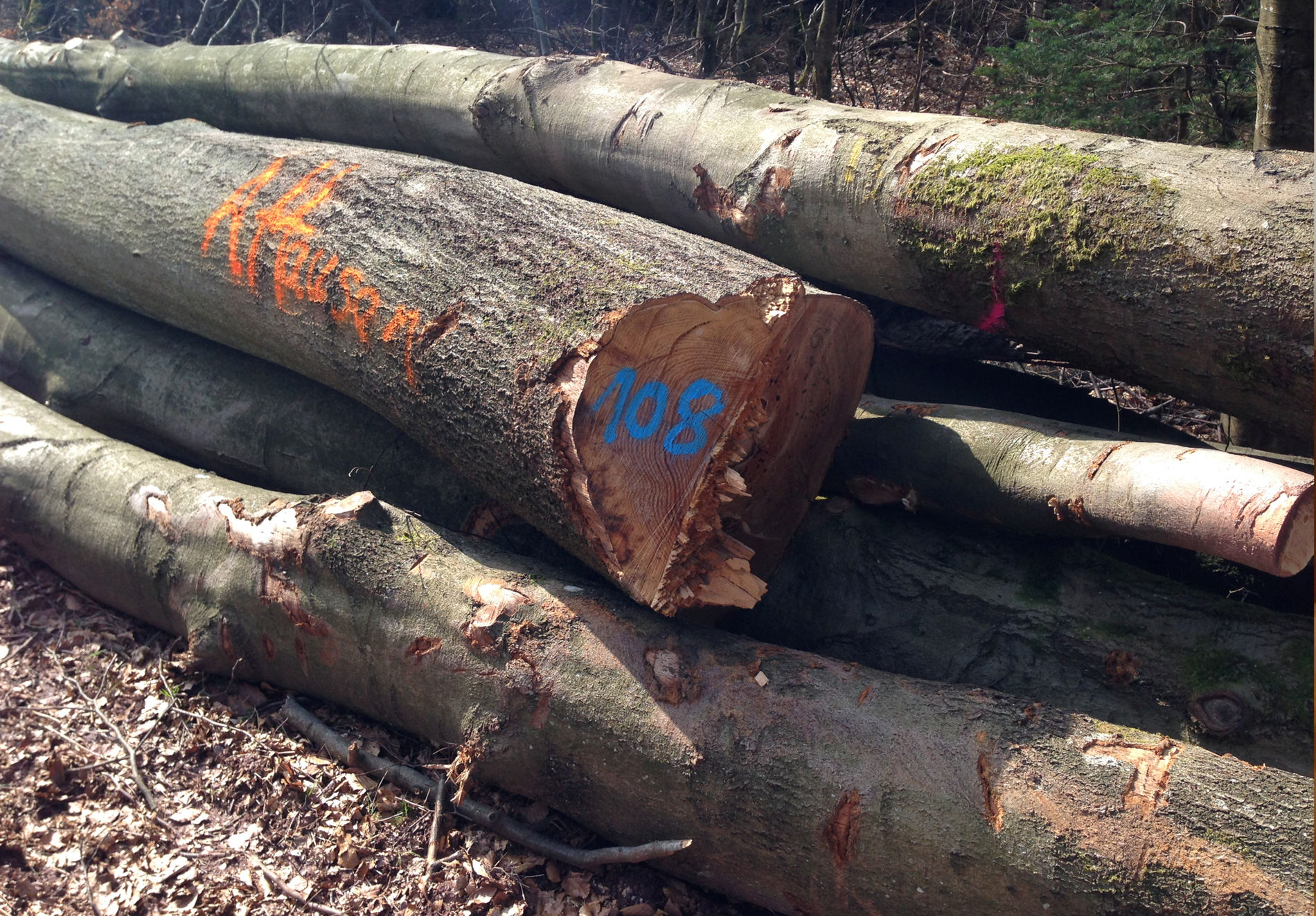 Gestapelte Baumstämme im Wald mit farbigen Markierungen; einer davon hat die Zahl "108" in Blau und ein anderer den Schriftzug "R Hansen" in Orange gesprüht.